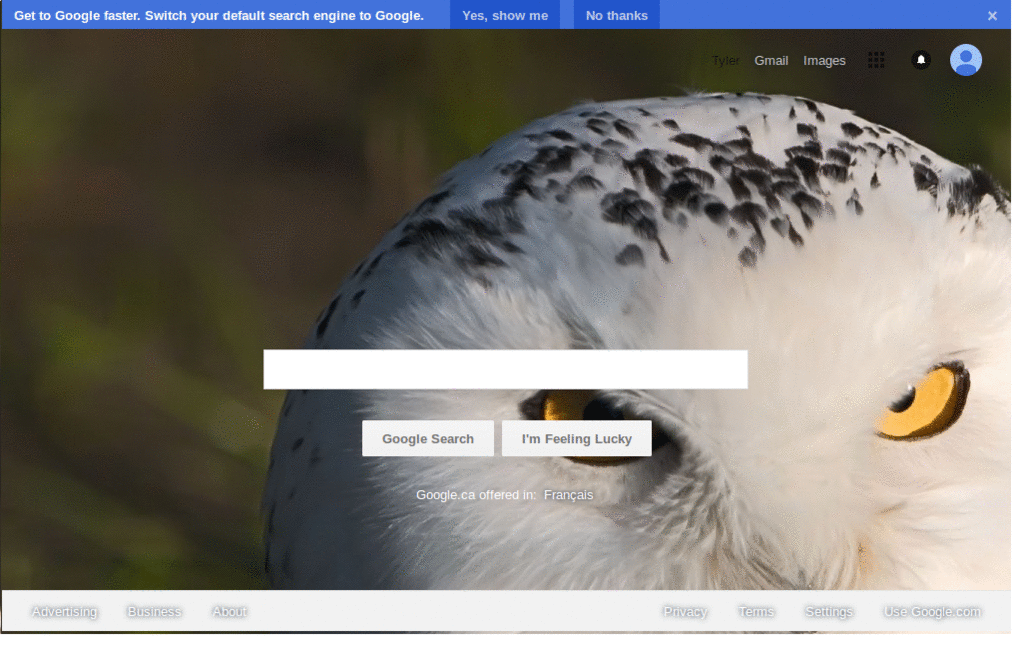 Lechuzas para google