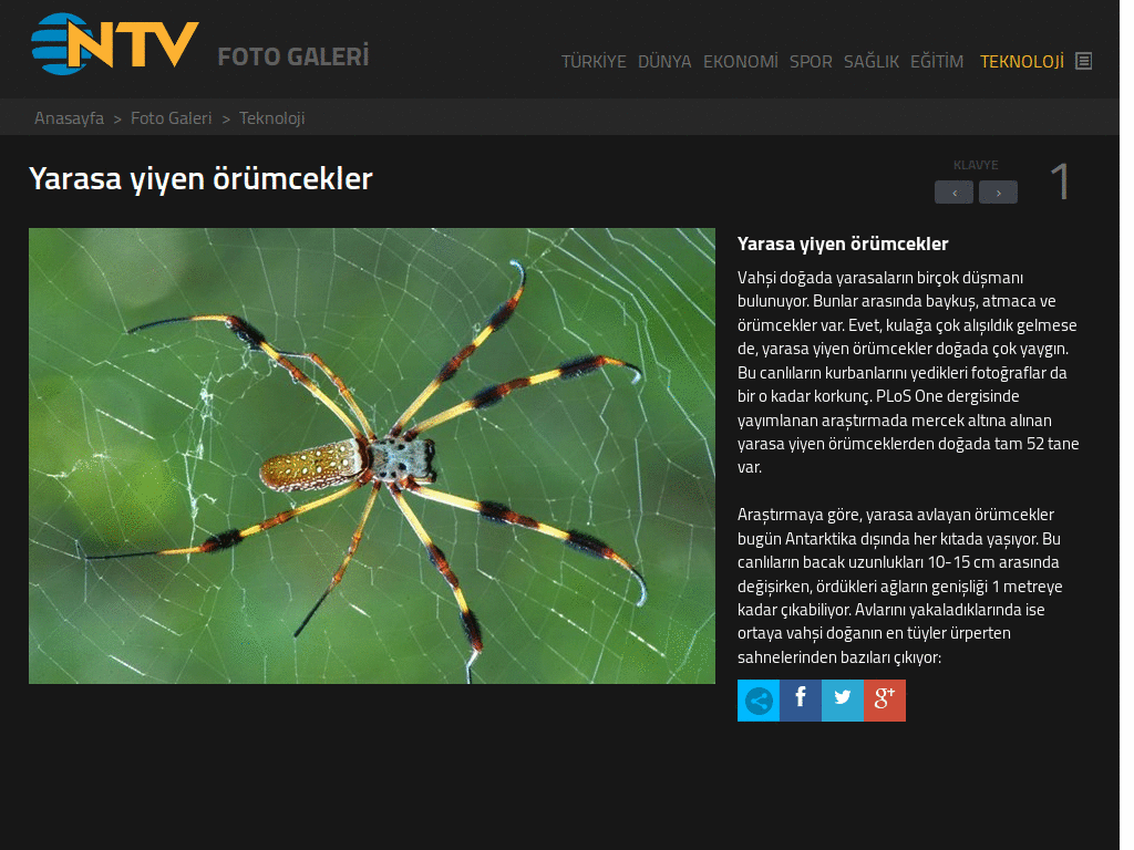 ntvmsnbc fotogaleri - longer captions