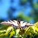 Wings and a Prayer
