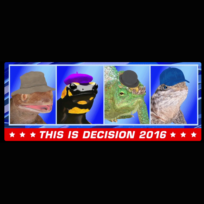 remove lizard decision