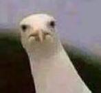 Bring Back the Bird