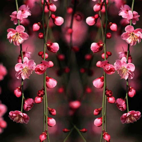 Flores rosas