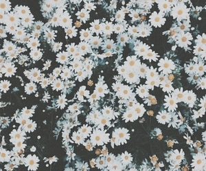 TUMBLR ROSE BACKGROUNDSSAS