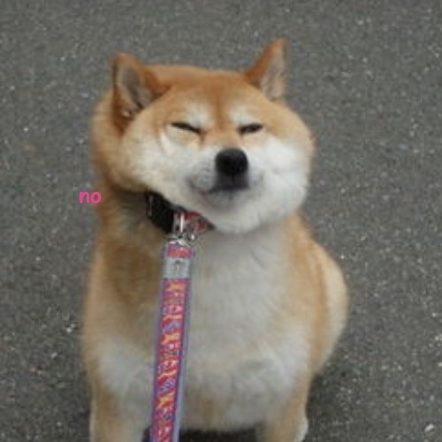 Shiba inu dog theme