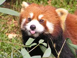 red panda
