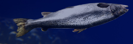 Flipped fish