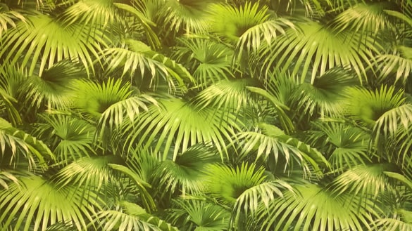 Jungle Jiggle