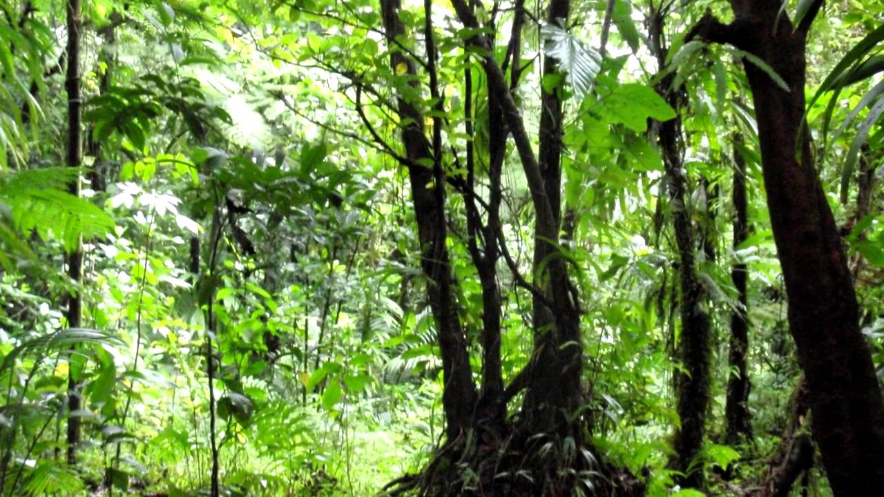 Jungle Google Docs Background