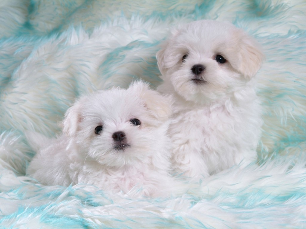 puppies