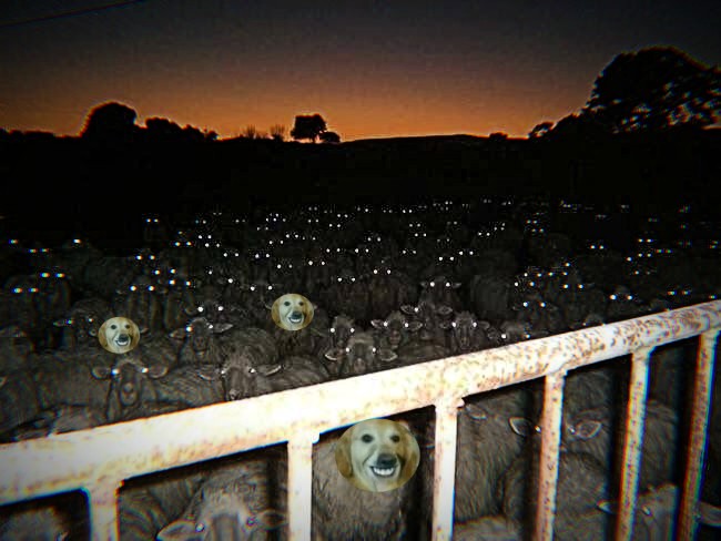 Herd Collage 90