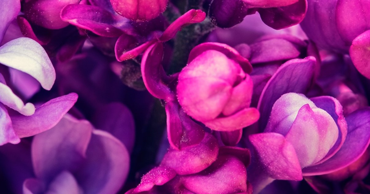 Roblox Theme - Blooming Flowers