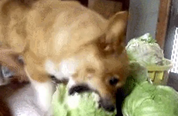 Surviv.io Corgi