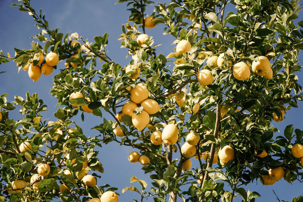 lemonsss ?? roblox wallpaper theme