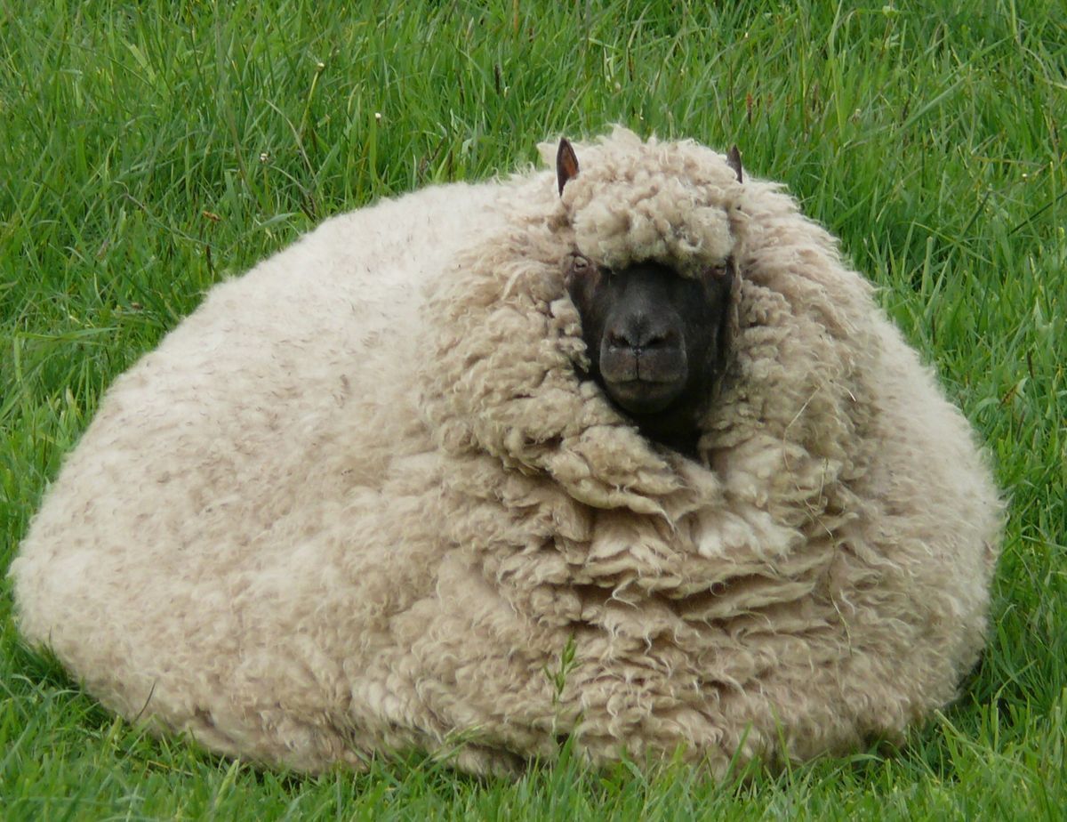 SHEEP