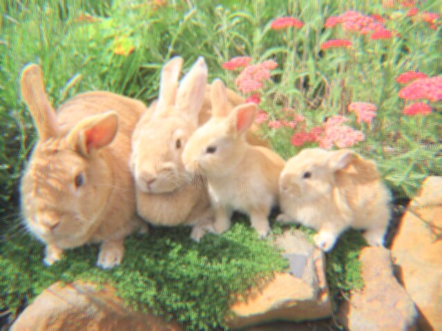 fairygarden