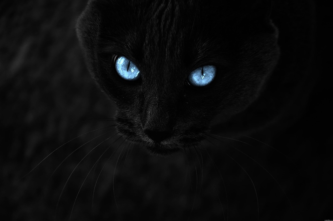 Roblox cat blue eyes