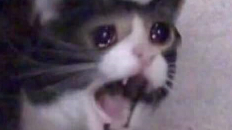 screaming cat roblox theme