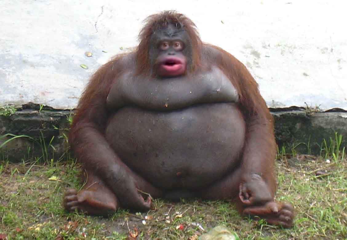le monke