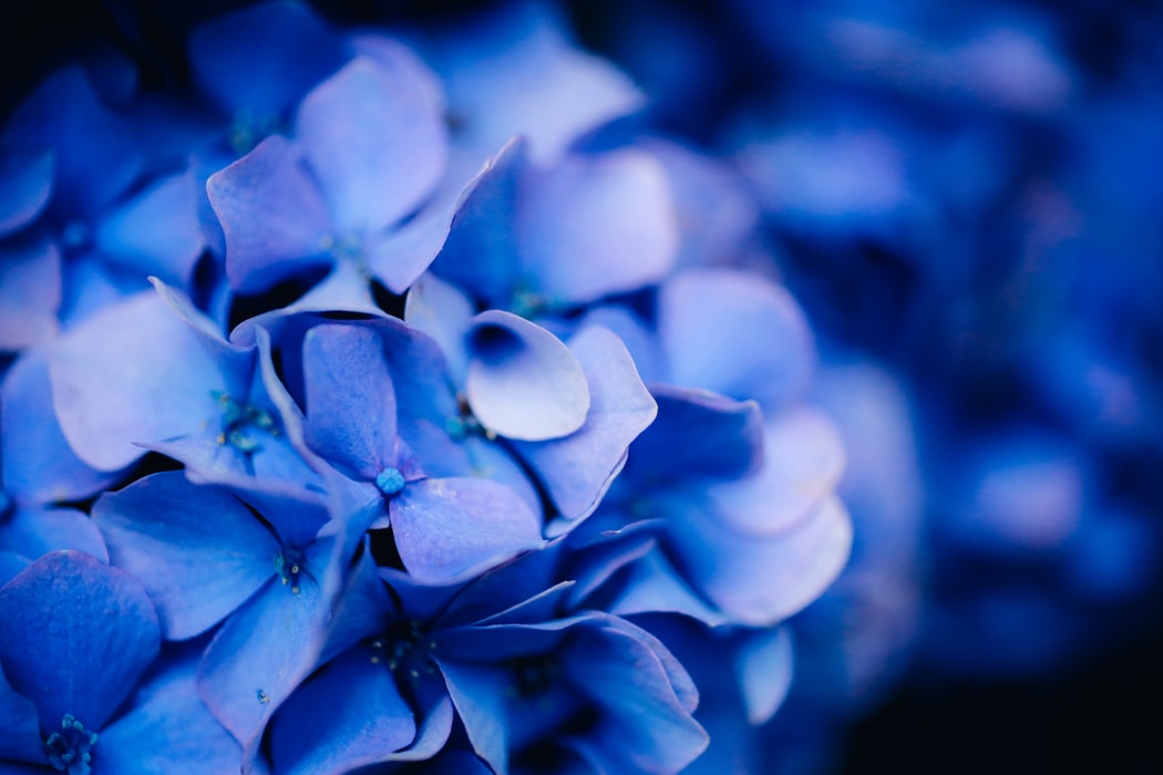 Blue aesthetic flowers