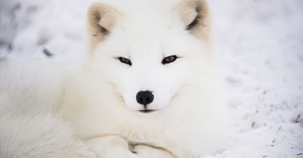 A Fine Fancy Fox.