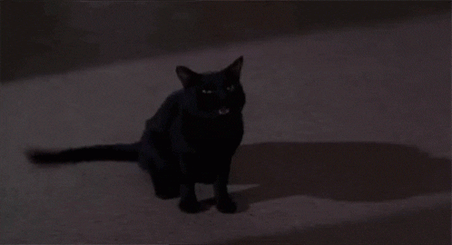 fixed black cat gif bg 4 roblox