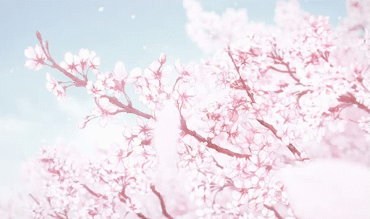 Pink Sakura Backround!