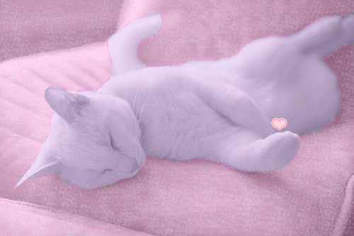 cat ♡