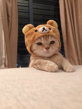 Cat wearing hat