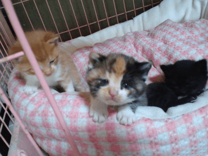 cute kittens rblx theme ฅ