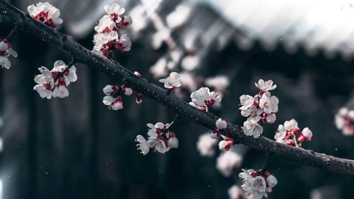 roblox cherry blossom backround for roblox