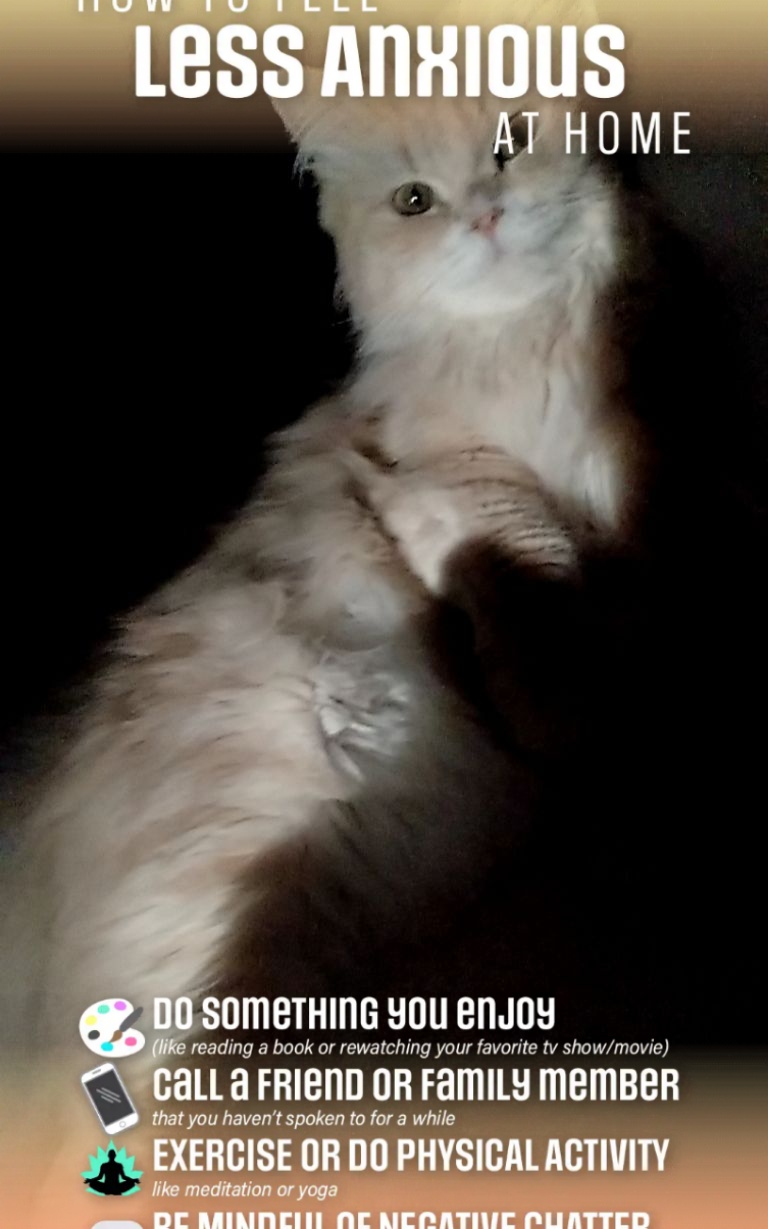 kitty cats