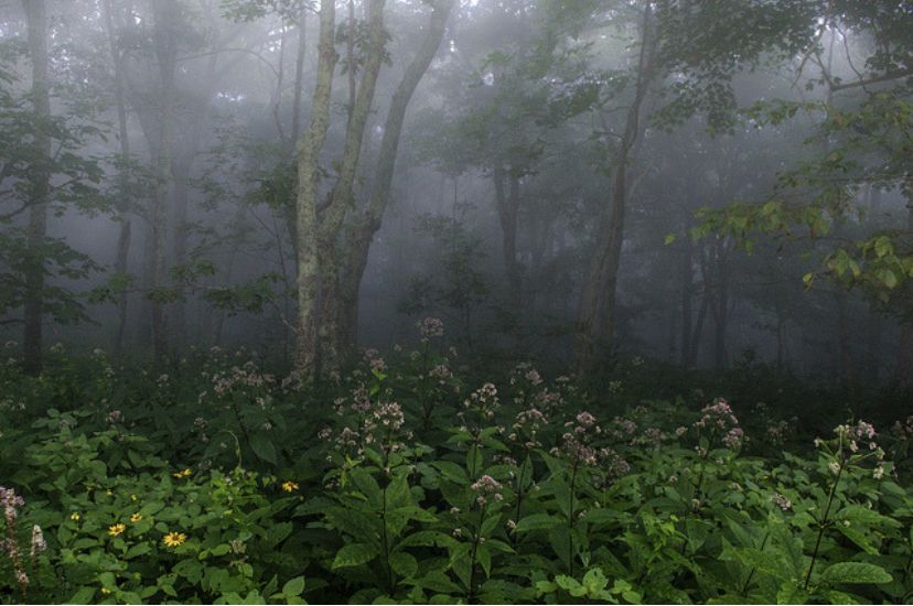 forest roblox wallpaper