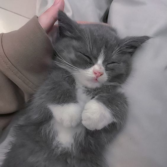 Kitty >3