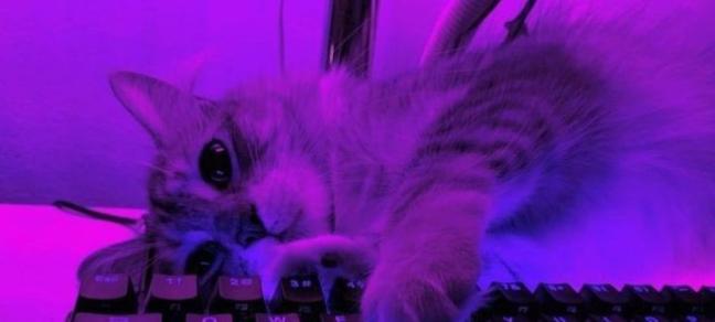 cat : roblox