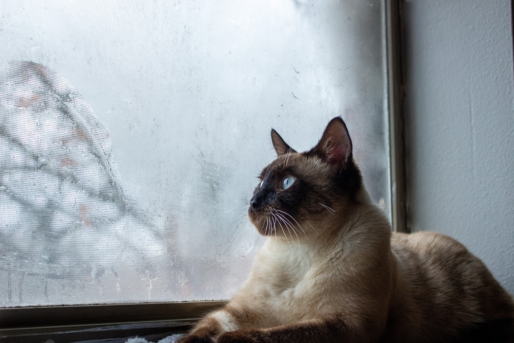 cat<3(again)