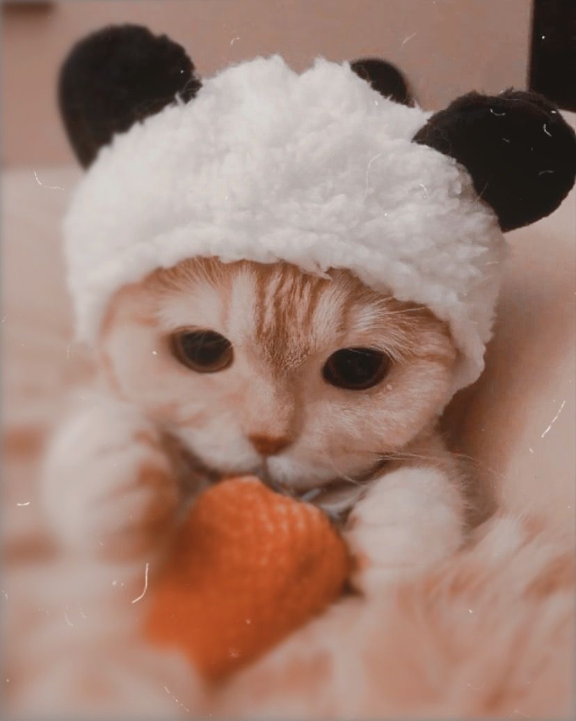 cute cat.