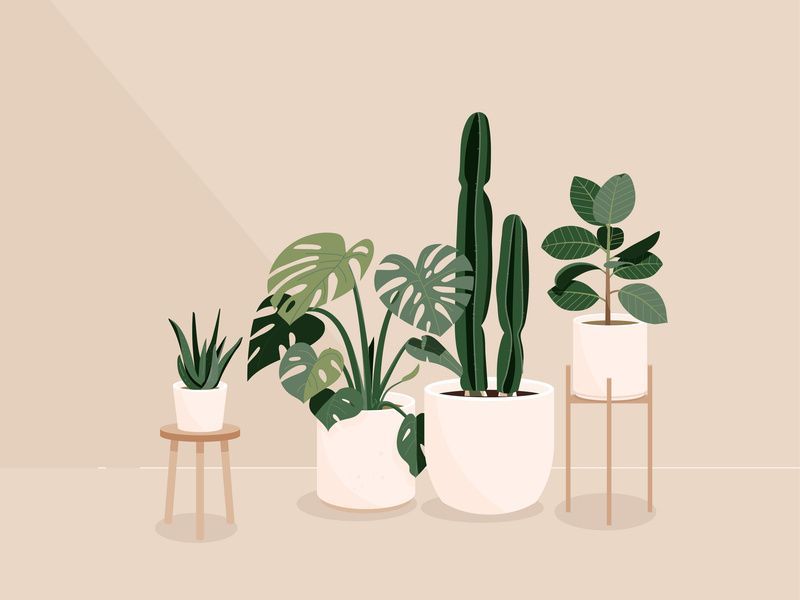 Plants aesthetic beige