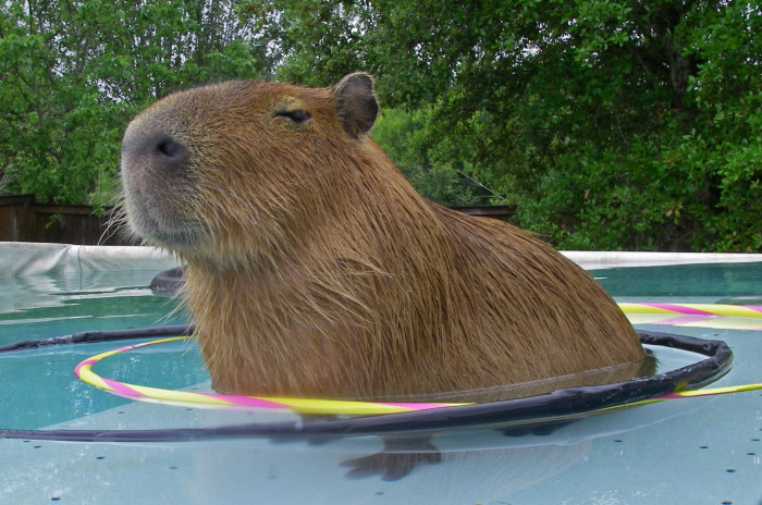CAPYBARA!!!!! for roblox