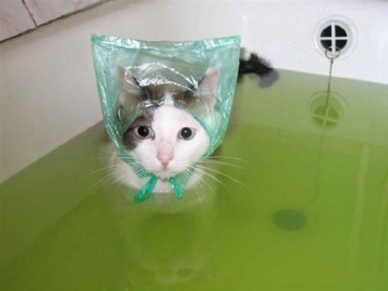 merow mreow bath cat <3
