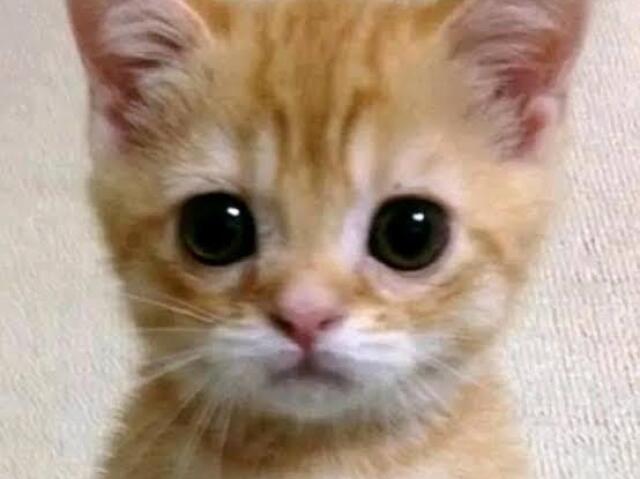 El Gato (@toddygamesbr12345)