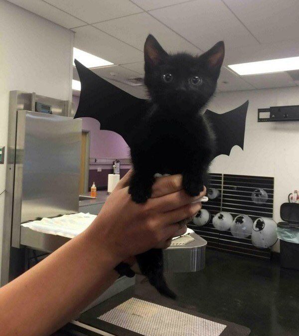 bat cat