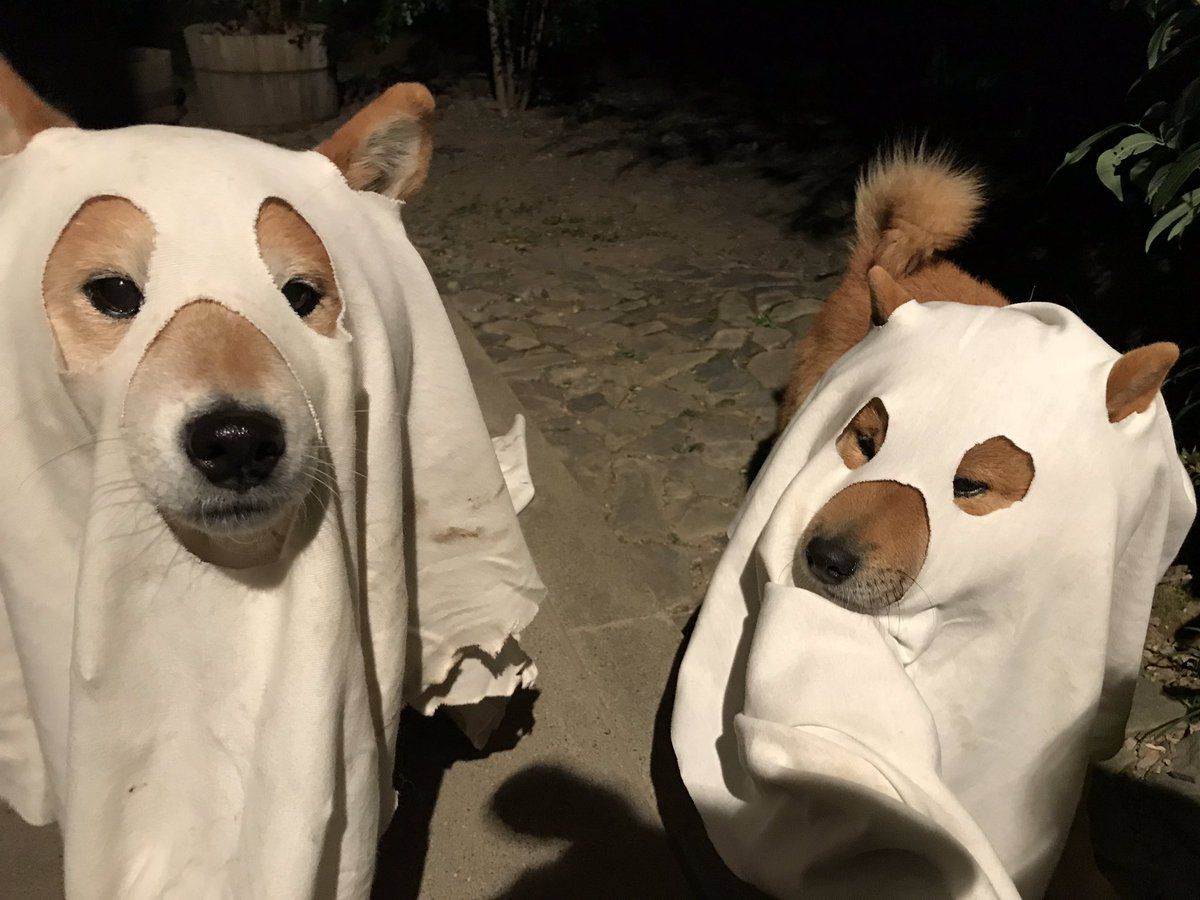 Halloween dogs