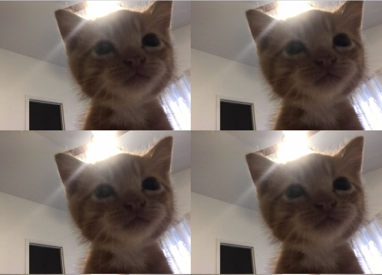 cute kitty bg 4 roblox (@celiminee)  - Upgraded