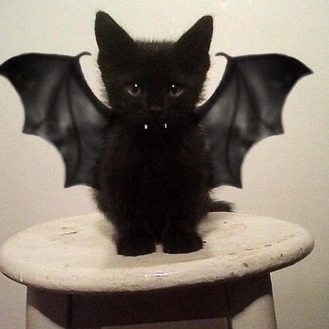kitty 4 roblox