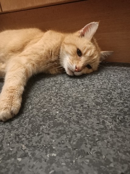cats are gool