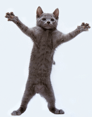 Youtube Bar - Kitty!