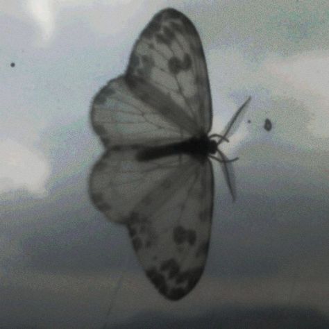 butterfly?
