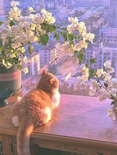 kittysweet