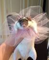 Cute Rat *Test*