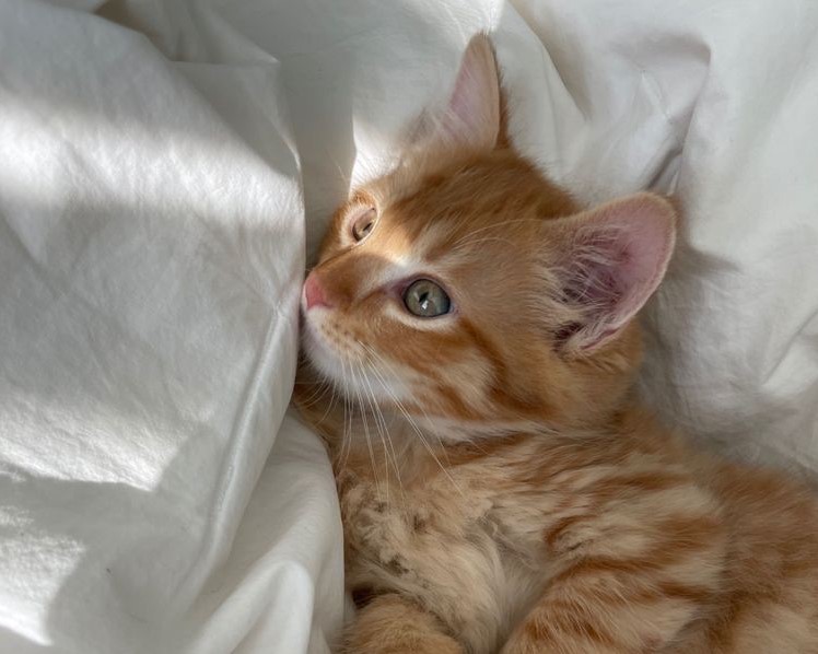 cat lover forever <3